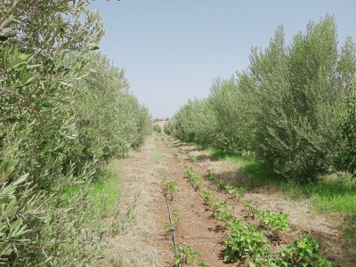 terrain-agricole-vente-tlemcen-chetouane-algerie