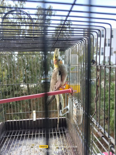 oiseau-calopsitte-ben-aknoun-alger-algerie