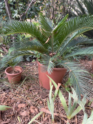 plantes-et-fleurs-palmier-cycas-tres-chic-kouba-alger-algerie