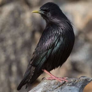 oiseau-black-starling-bird-said-hamdine-alger-algerie