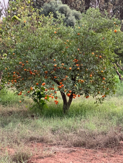 fruits-secs-برتقال-orange-bir-el-djir-oran-algerie