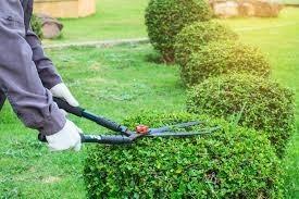 تنظيف-و-بستنة-nettoyage-jardinage-chez-hamid-de-cheraga-شراقة-الجزائر
