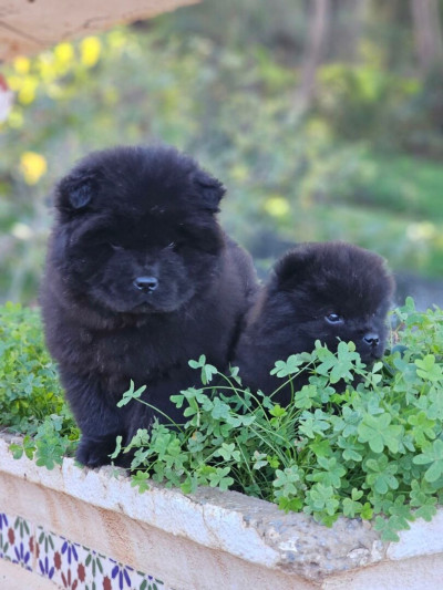 chien-chow-شاو-baba-hassen-alger-algerie