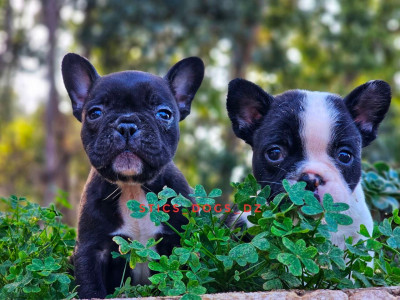 chien-bouledogue-francais-baba-hassen-alger-algerie