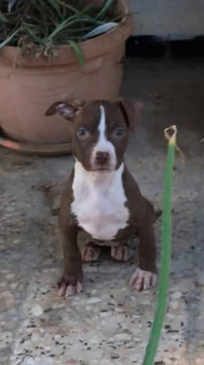 Pitbull Red nose chiot 
