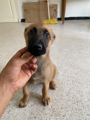 chien-malinois-khemisti-tipaza-algerie