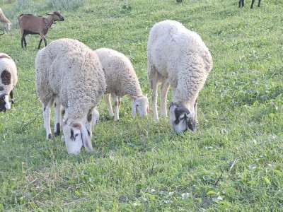 autres-animaux-2-خرفان-ثني-tizi-ouzou-algerie