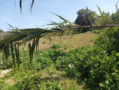 Sell Land Alger Staoueli