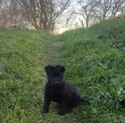 chien-chiot-berger-allemand-ligne-de-travail-medea-algerie