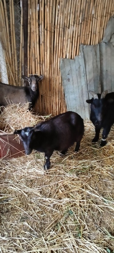 Chèvre naine ماعز القزم 