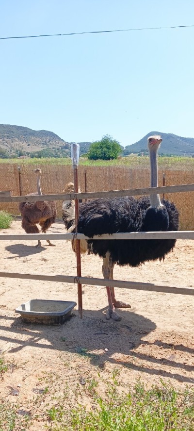 Autriche نعام إفريقي