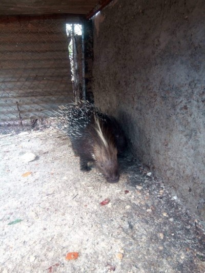 porc-épic ضربان 