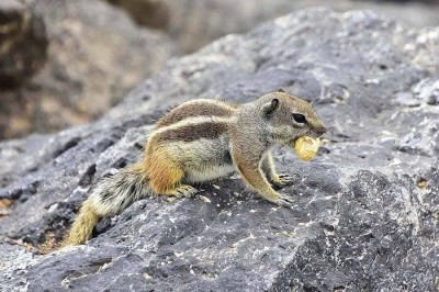 écureuils سناجب سنجاب