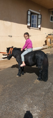 cheval-poney-حصان-البوني-او-القزم-tipaza-algerie