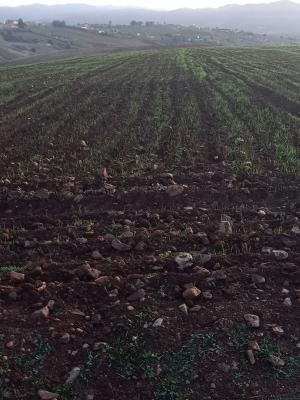 terrain-agricole-vente-ain-defla-bourached-algerie