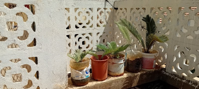 plantes-et-fleurs-vend-petits-cycas-ages-avec-tronc-kouba-alger-algerie