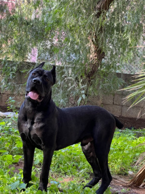 chien-cane-corso-bab-ezzouar-alger-algerie