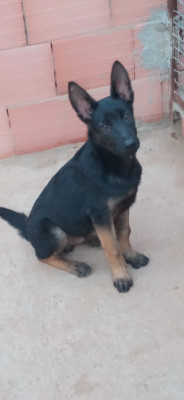 chien-malinois-noire-pure-sang-ain-temouchent-algerie