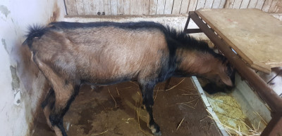 animaux-de-ferme-عتروس-البين-saoula-alger-algerie