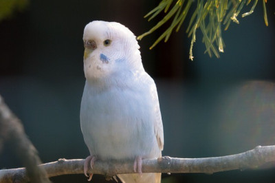 oiseau-couple-peruche-ondule-setif-algerie