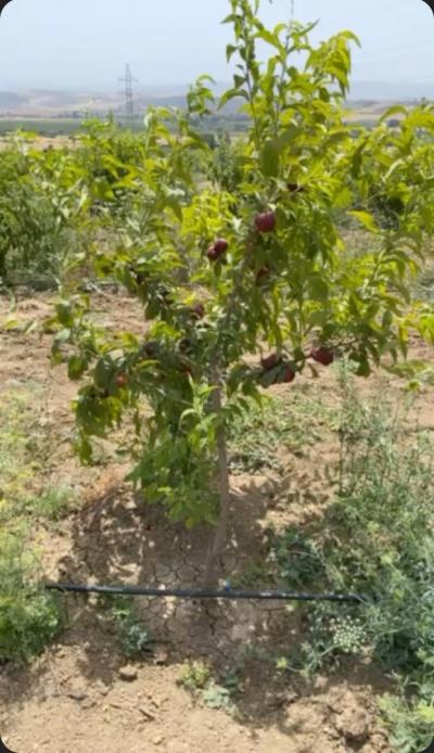 fruits-legumes-loue-vergers-belkheir-guelma-algerie