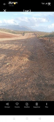 terrain-agricole-vente-tipaza-meurad-algerie