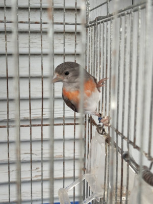 bird-tarin-venezuela-mutation-bologhine-alger-algeria