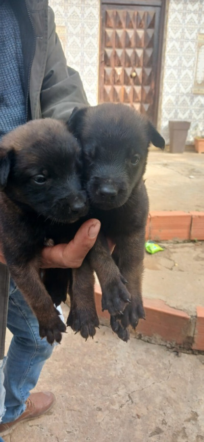 chien-chiot-malinois-rouiba-alger-algerie