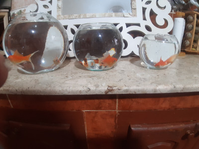 accessoire-pour-animaux-bocals-aquarium-poissons-alger-centre-algerie