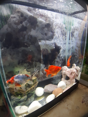 poisson-aquarium-40-litres-avec-poissons-et-accessoires-complet-alger-centre-algerie