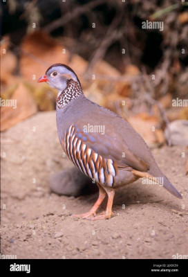 animaux-de-ferme-perdrix-adultes-en-tres-bonne-sante-ouled-fayet-alger-algerie