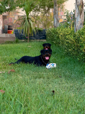 produits-de-soin-animal-mal-rotweiler-serbie-azazga-tizi-ouzou-algerie