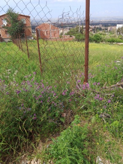 Vente Terrain Blida Ouled yaich