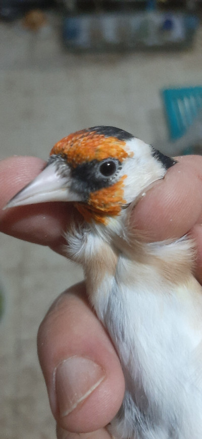 oiseau-cardonnerets-de-different-type-tizi-ouzou-algerie