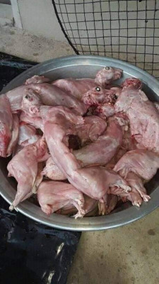 animaux-de-ferme-viande-lapin-لحم-الأرانب-boudouaou-boumerdes-algerie