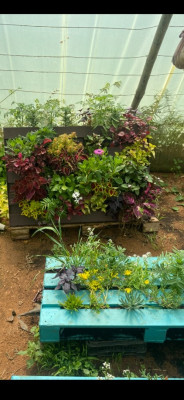 gardening-mur-vegetal-naturel-staoueli-algiers-algeria