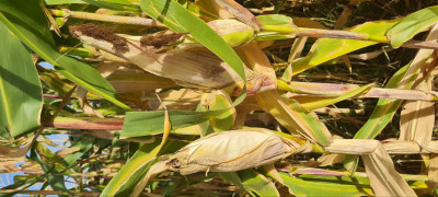 graines-riz-cereales-ensilage-de-mais-laghouat-algerie