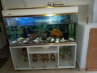 autre-حوض-سمك-aquarium-gouraya-tipaza-algerie