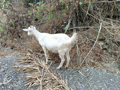 animaux-de-ferme-vente-chevre-et-bouc-a-tizi-ouzou-azeffoun-algerie