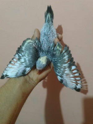 bird-perruche-a-collier-panache-oran-algeria