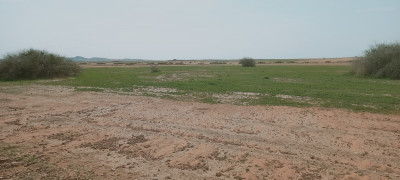 terrain-agricole-vente-djelfa-birine-algerie