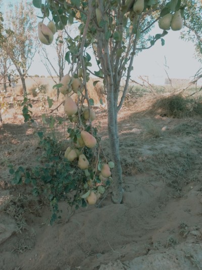 Vente Terrain Agricole Djelfa Djelfa