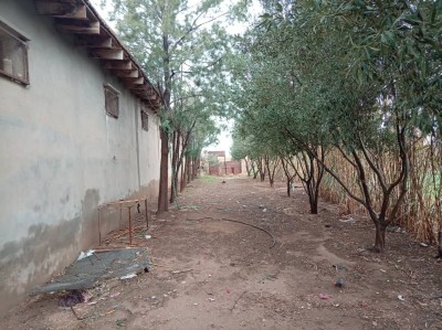 Vente Terrain Agricole Djelfa Djelfa