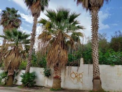 Location Villa Alger Dely brahim