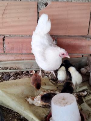 animaux-de-ferme-دجاجة-مع-اولادها-boufarik-blida-algerie