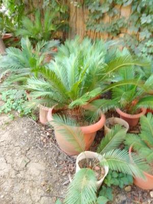 jardinage-plante-de-cica-guerrouaou-blida-algerie