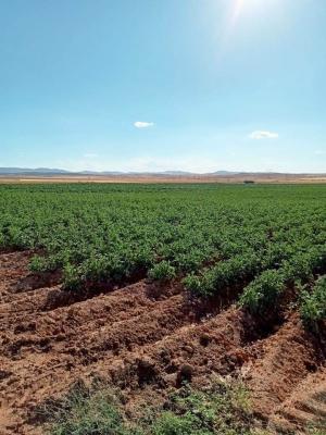 terrain-agricole-location-oum-el-bouaghi-behir-chergui-algerie