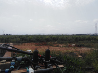 terrain-agricole-vente-ain-defla-djelida-algerie