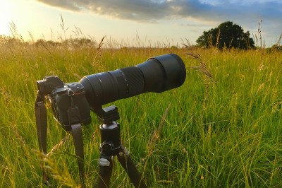 Sigma Téléobjectif 150-600mm F5-6.3 DG OS HSM Contemporary | Monture Nikon | pour la captation à distance et l'événement | Rendu pro