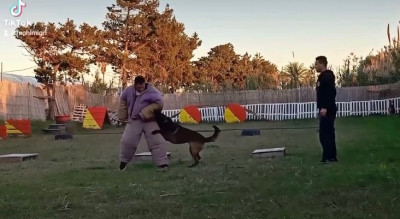 chien-centre-dressage-dar-el-beida-alger-algerie